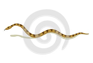 Venomous snake. Danger color animal. Poisonous reptile crawl. Decorative character, wildlife nature animal