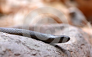Venomous snake Inland taipan Oxyuranus microlepidotus