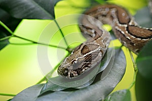 Venomous snake Russell`s viper Daboia russelii on branch of tree.