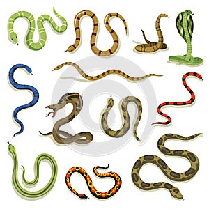 Venomous snakes. Danger animals different colors. Poisonous reptiles crawl. Decorative character, wildlife nature