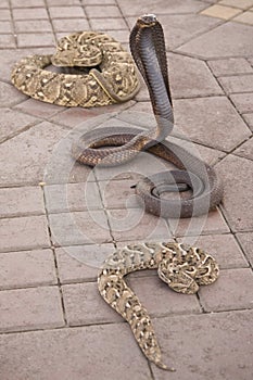 Venomous snakes on pavement photo