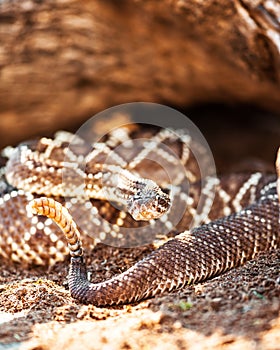 Venomous South American Rattlesnake On Sand