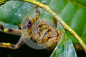 Venomous wandering spider Phoneutria fera sitting on a heliconia leaf in the amazon rainforest in the Cuyabeno National