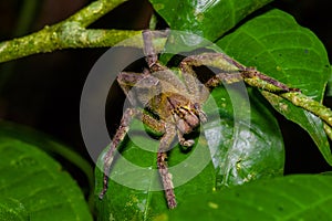 Venomous wandering spider Phoneutria fera sitting on a heliconia leaf in the amazon rainforest in the Cuyabeno National