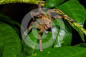 Venomous wandering spider Phoneutria fera sitting on a heliconia leaf in the amazon rainforest in the Cuyabeno National