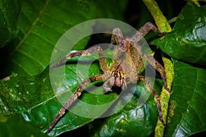 Venomous wandering spider Phoneutria fera sitting on a heliconia leaf in the amazon rainforest in the Cuyabeno National