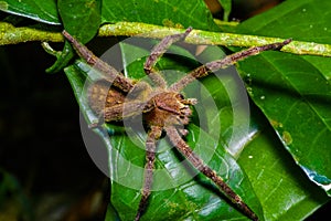 Venomous wandering spider Phoneutria fera sitting on a heliconia leaf in the amazon rainforest in the Cuyabeno National