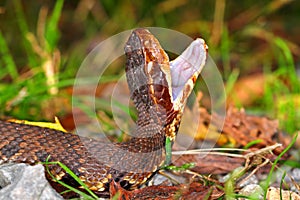 Venomous Water Moccasin Snake