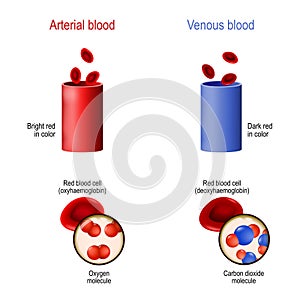 Venous and arterial blood. difference