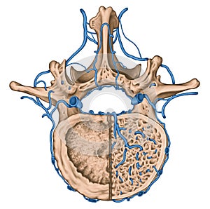 Venous plexuses of the vertebral canal