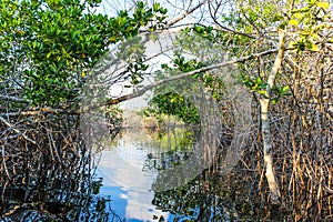 Ventanilla Oaxaca, trees in a mangrove. photo