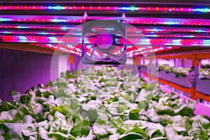 Ventilator and special LED lights belts above lettuce in aquaponics system combining fish aquaculture with hydroponics