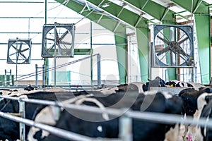 ventilators for recuperation in the cowshed on the farm photo