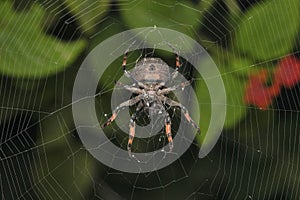 Ventral of Ball like orb weaver, Poltys spectabilis, Satara, Maharashtra