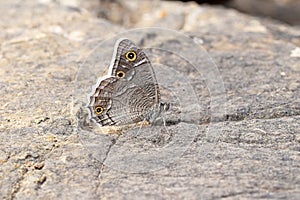 Camouflaged Hipparchia parisatis , the white-edged rock brown butterfly