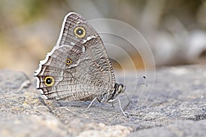 Hipparchia parisatis , the white-edged rock brown butterfly photo