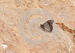 Hipparchia parisatis, the white-edged rock brown butterfly photo