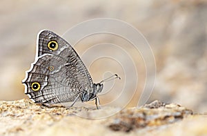 Hipparchia parisatis, the white-edged rock brown butterfly photo