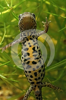 Ventral closeup of an aquatic female Italian newt , Lissotriton italicus