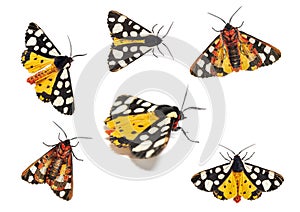 Ventral and dorsal side of a Cream-spot tiger moth, Arctia villica, Erebidae family, isolated on white