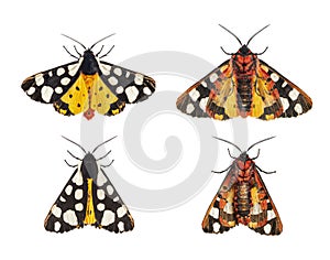 Ventral and dorsal side of a Cream-spot tiger moth, Arctia villica, Erebidae family, isolated on white