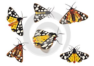 Ventral and dorsal side of a Cream-spot tiger moth, Arctia villica, Erebidae family, isolated on white photo