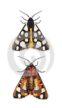 Ventral and dorsal side of a Cream-spot tiger moth wings close, Arctia villica, Erebidae family, isolated on white photo