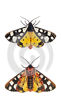 Ventral and dorsal side of a Cream-spot tiger moth wings open, Arctia villica, Erebidae family, isolated on white photo