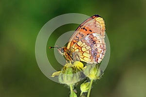 Brenthis ino , The Lesser marbled fritillary butterfly , butterflies of Iran photo