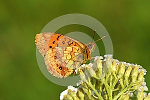 Brenthis ino , The Lesser marbled fritillary butterfly on flower , butterflies of Iran photo