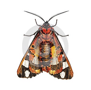 Ventral side of a Cream-spot tiger moth, Arctia villica, Erebidae family, isolated on white photo