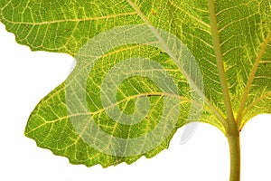 VENTRAL SIDE OF A FIG LEAF WITH PRONOUNCED VEINING