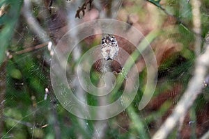 VENTRAL SIDE OF TROPICAL TENT-WEB SPIDER