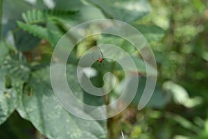 Ventral side view of a tiny black spider with orange color patches on the abdomen