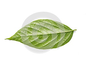 Ventral side of Ylang Ylang Leaf Tree Isolated on White Background