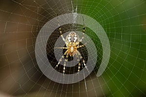 Ventral of signature spider, Satara, Maharashtra