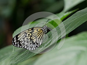 Ventral View of a Black and White Rice Paper Butterfly Perched on a Leaf