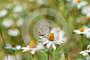 Luthrodes pandava Chilades pandava , the plains Cupid or cycad blue butterfly , butterflies of Sri Lanka