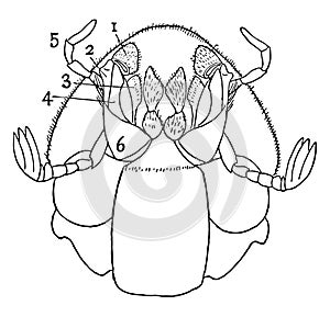 Ventral View of Dung Beetle, vintage illustration