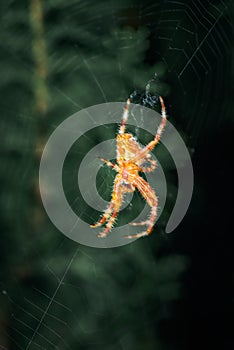 Ventral view of european garden spider, Araneus diadematus, on its orb web