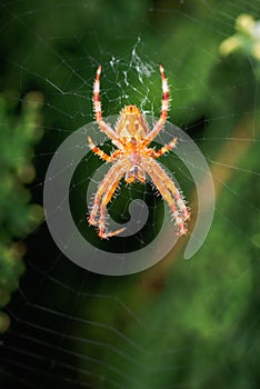 Ventral view of european garden spider, Araneus diadematus, on its orb web