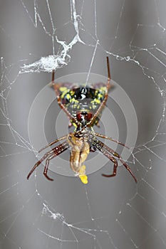 Ventral view of a female arrow-shaped micrathena spider with prey, framed by an orb-weaver web photo