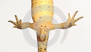 Underside of legs, belly and cloaca of female newt photo