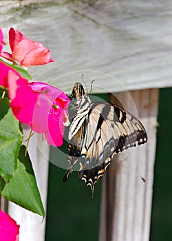 Ventral view of a female Papilio glaucus or Eastern Tiger Swallowtail