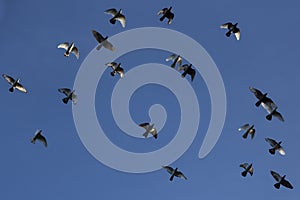 Ventral view of flock of domestic pigeons flying in formation