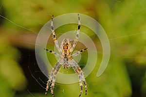 Ventral view of the garden spider, Araneus diadematus