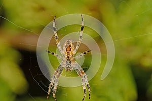 Ventral view of the garden spider, Araneus diadematus photo