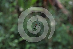 Ventral view of a giant golden orb weaver spider with a captured flying insect