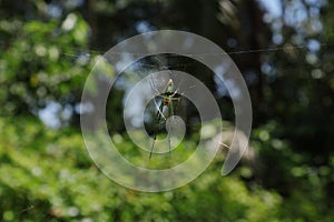 Ventral view of an Orchard spider sitting on top of a spider web