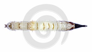 Ventral Xylophagus cinctus larvae specimen